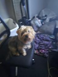 Lost Male Dog last seen San pedro , Los Angeles, CA 90003