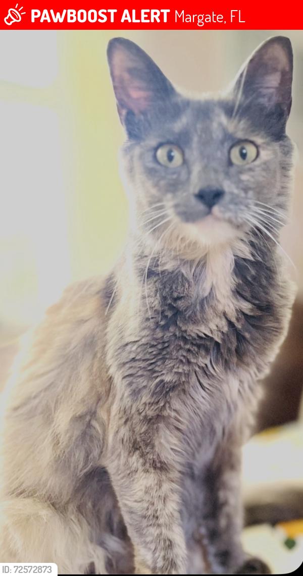 Lost Female Cat last seen Margate blvd, Margate, FL 33063