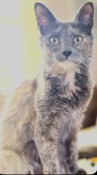 Lost Female Cat last seen Margate blvd, Margate, FL 33063