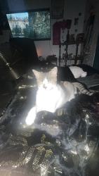Lost Female Cat last seen Winn dixie or the park in front of the neighborhood would be the farthest she would go., Jacksonville, FL 32244