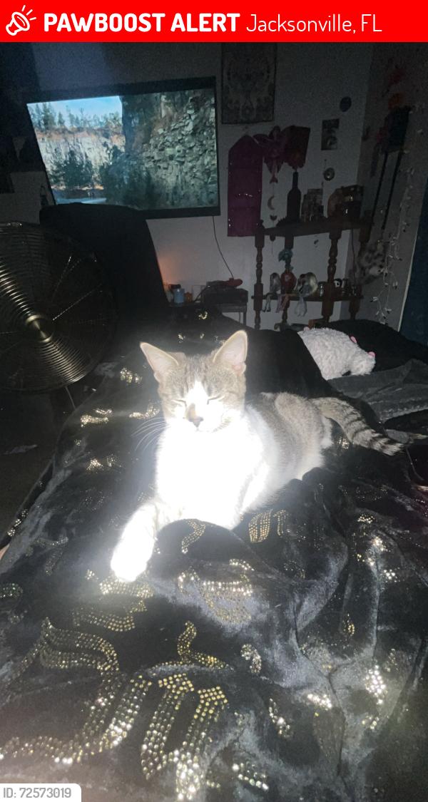 Lost Female Cat last seen Winn dixie or the park in front of the neighborhood would be the farthest she would go., Jacksonville, FL 32244