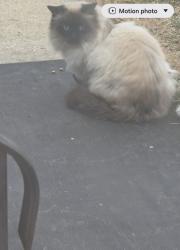 Found/Stray Unknown Cat last seen Jackson St. , Joliet, IL 60432