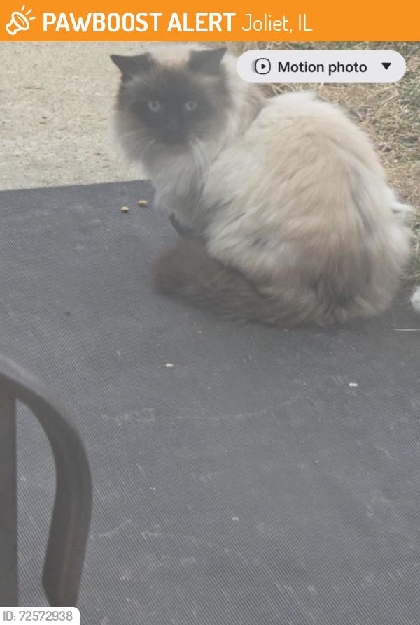 Found/Stray Unknown Cat last seen Jackson St. , Joliet, IL 60432
