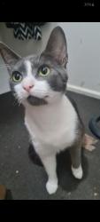 Lost Male Cat last seen Cedar dr beaudesert , Beaudesert, QLD 4285