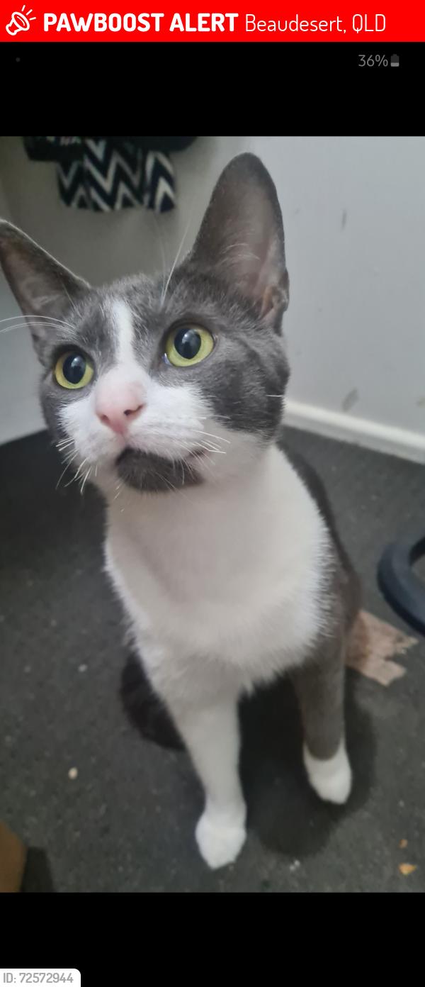 Lost Male Cat last seen Cedar dr beaudesert , Beaudesert, QLD 4285