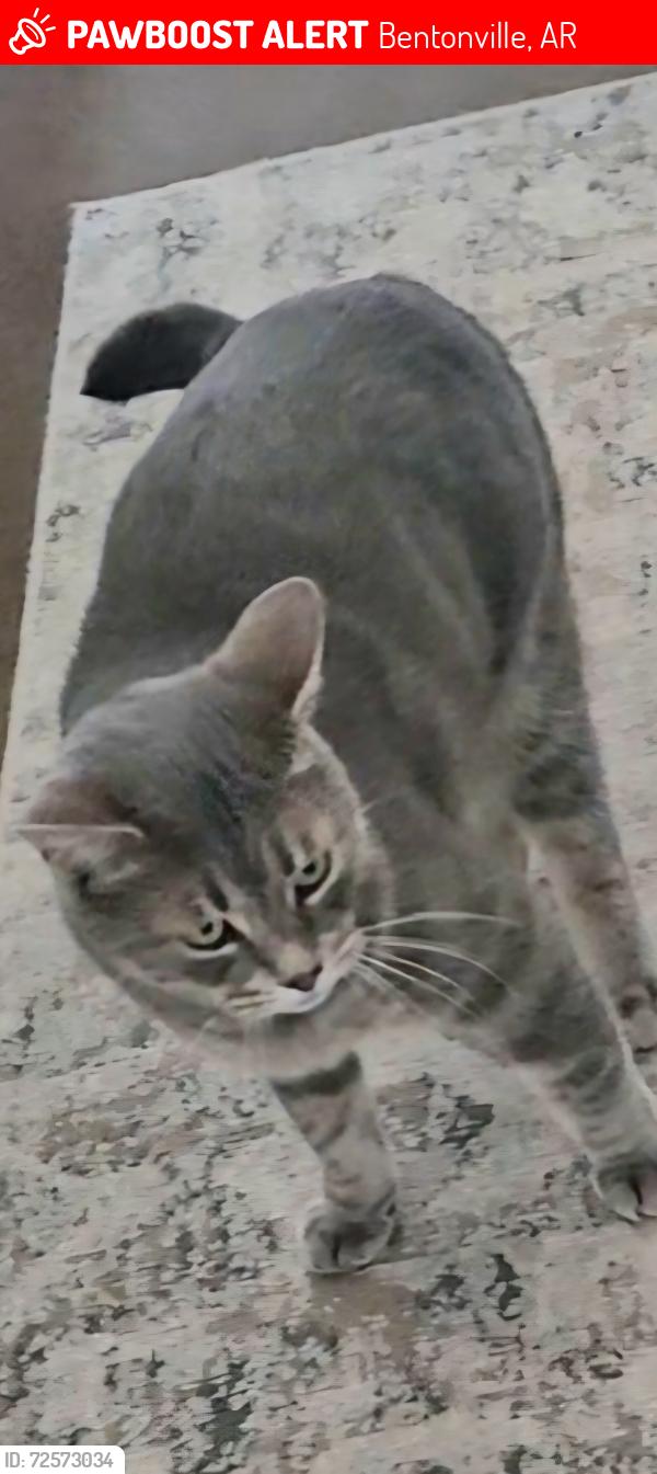 Lost Male Cat last seen Herbaugh road, Bentonville, AR 72712