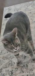 Lost Male Cat last seen Herbaugh road, Bentonville, AR 72712