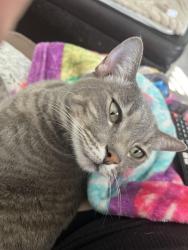 Lost Female Cat last seen 64th & Quail, Arvada, CO 80004