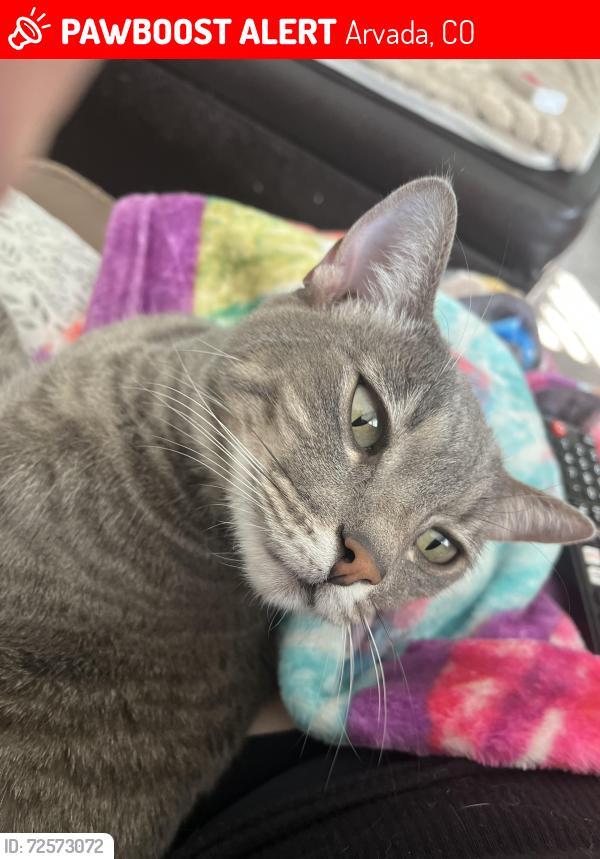 Lost Female Cat last seen 64th & Quail, Arvada, CO 80004