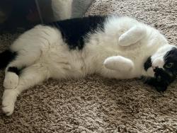 Lost Female Cat last seen Right on the Sharpstown golf course, Houston, TX 77036