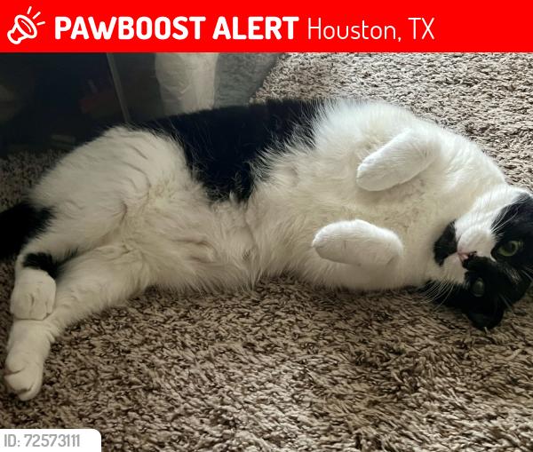 Lost Female Cat last seen Right on the Sharpstown golf course, Houston, TX 77036