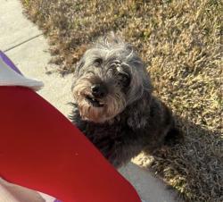 Found/Stray Male Dog last seen Walker North, Walker, LA 70785