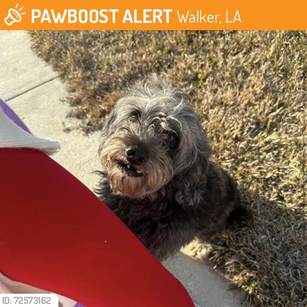 Found/Stray Male Dog last seen Walker North, Walker, LA 70785