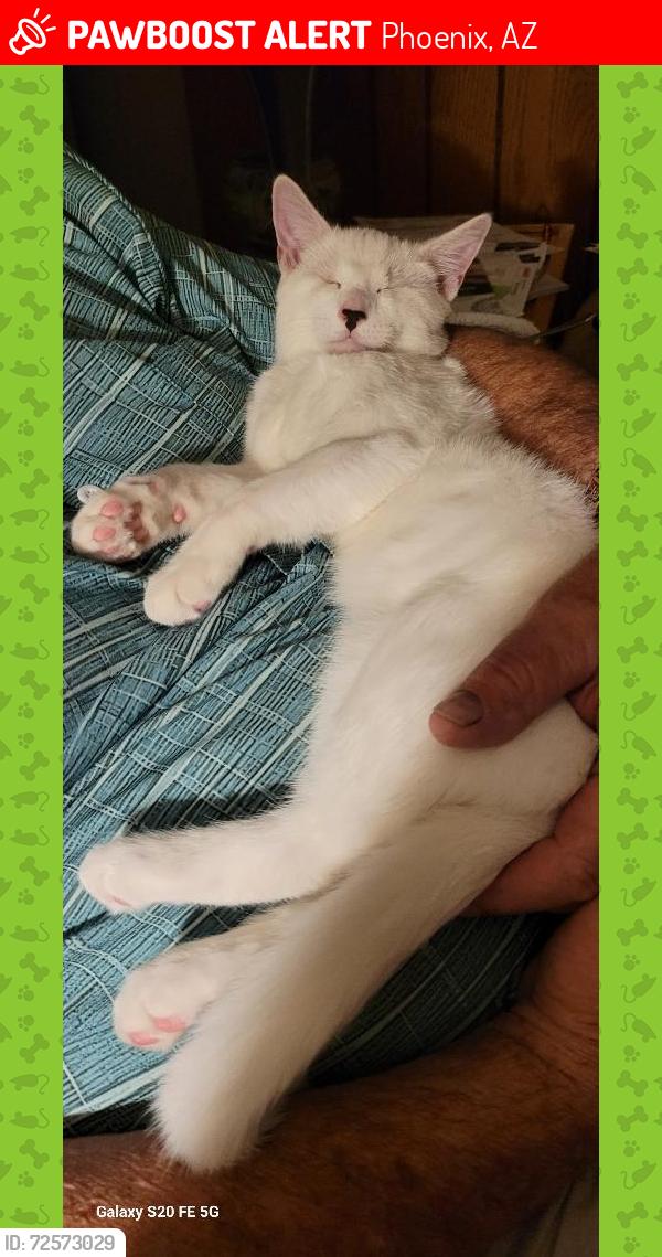 Lost Male Cat last seen 20th Ave. & Dahlia Dr, Phoenix, Phoenix, AZ 85029