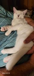 Lost Male Cat last seen 20th Ave. & Dahlia Dr, Phoenix, Phoenix, AZ 85029