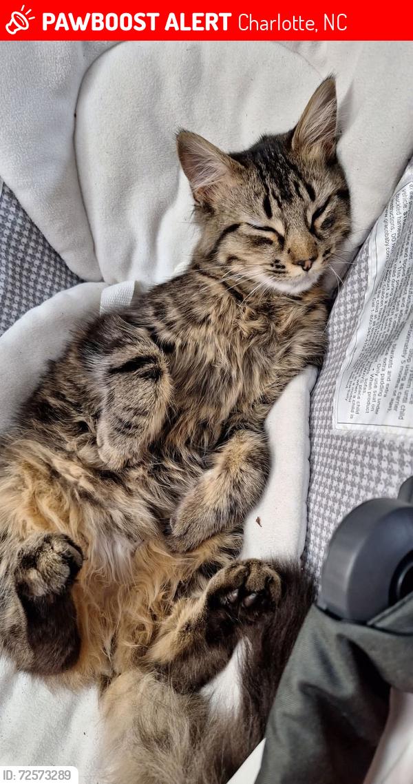 Lost Male Cat last seen Robinson church road and alanbrook dr, Charlotte, NC 28215