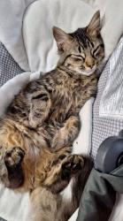 Lost Male Cat last seen Robinson church road and alanbrook dr, Charlotte, NC 28215
