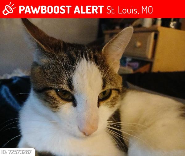 Lost Male Cat last seen Telegraph Rd, St. Louis, MO 63129
