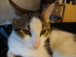 Lost Male Cat last seen Telegraph Rd, St. Louis, MO 63129