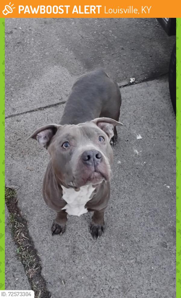 Found/Stray Male Dog last seen West Broadway & South 35th Street , Louisville, KY 40211