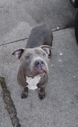 Found/Stray Male Dog last seen West Broadway & South 35th Street , Louisville, KY 40211