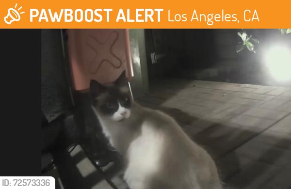 Found/Stray Female Cat last seen Hesperia and Sherman Way, Los Angeles, CA 91405