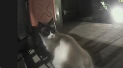 Found/Stray Female Cat last seen Hesperia and Sherman Way, Los Angeles, CA 91405