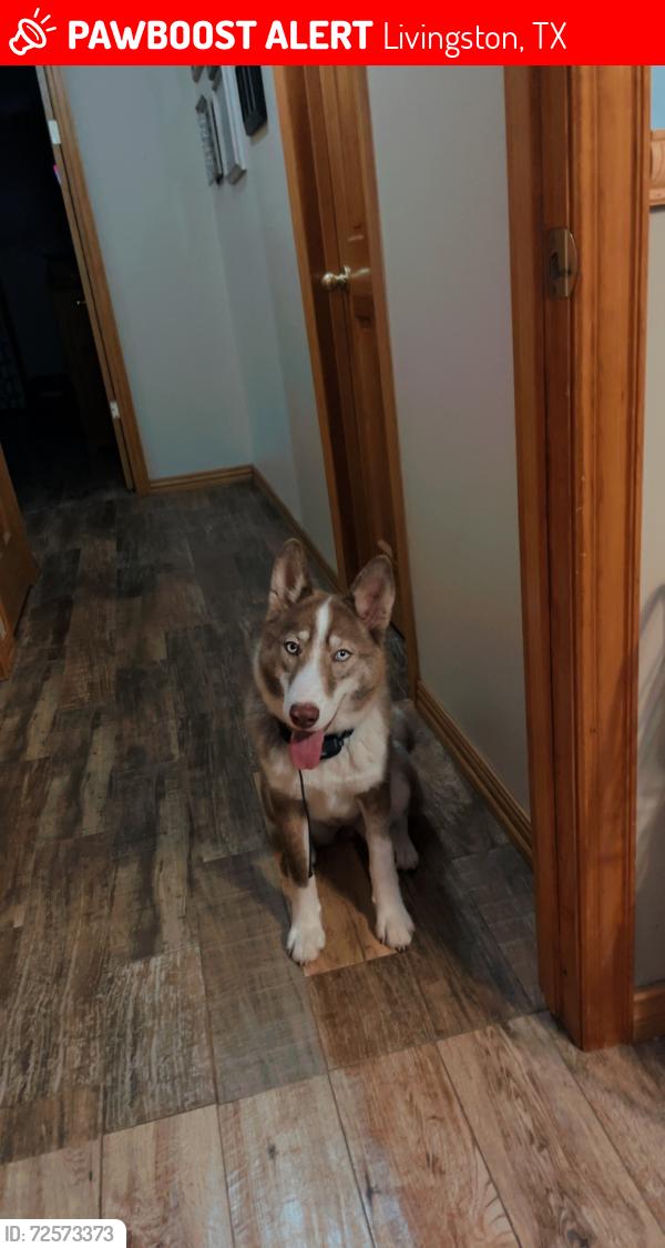 Lost Female Dog last seen Near E lake Dr, Livingston tx, Livingston, TX 77351