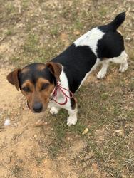 Lost Male Dog last seen Knoxville rd. Columbus rd, Lizella, GA 31052