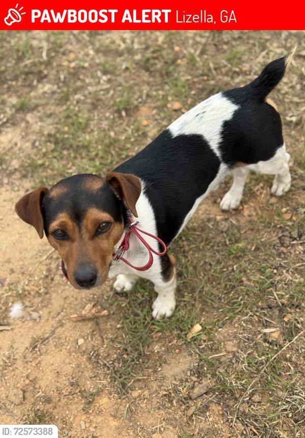 Lost Male Dog last seen Knoxville rd. Columbus rd, Lizella, GA 31052