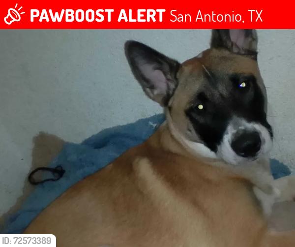 Lost Male Dog last seen Near Austin highway, San Antonio, TX 78218