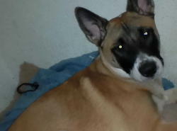Lost Male Dog last seen Near Austin highway, San Antonio, TX 78218