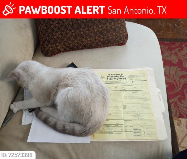 Lost Male Cat last seen I10, San Antonio, TX 78201