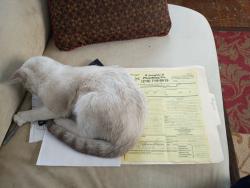 Lost Male Cat last seen I10, San Antonio, TX 78201