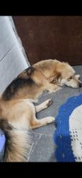 Lost Male Dog last seen Avenida Senador José Ermírio de Moraes 1980 , Tremembé, SP 02306-040