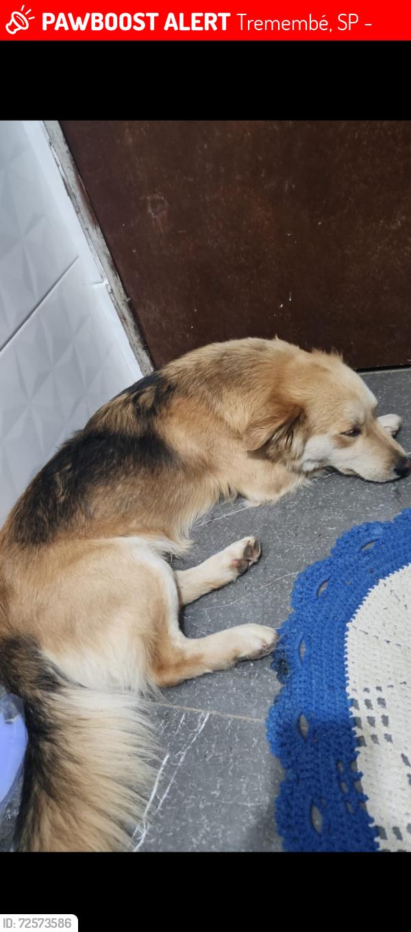 Lost Male Dog last seen Avenida Senador José Ermírio de Moraes 1980 , Tremembé, SP 02306-040