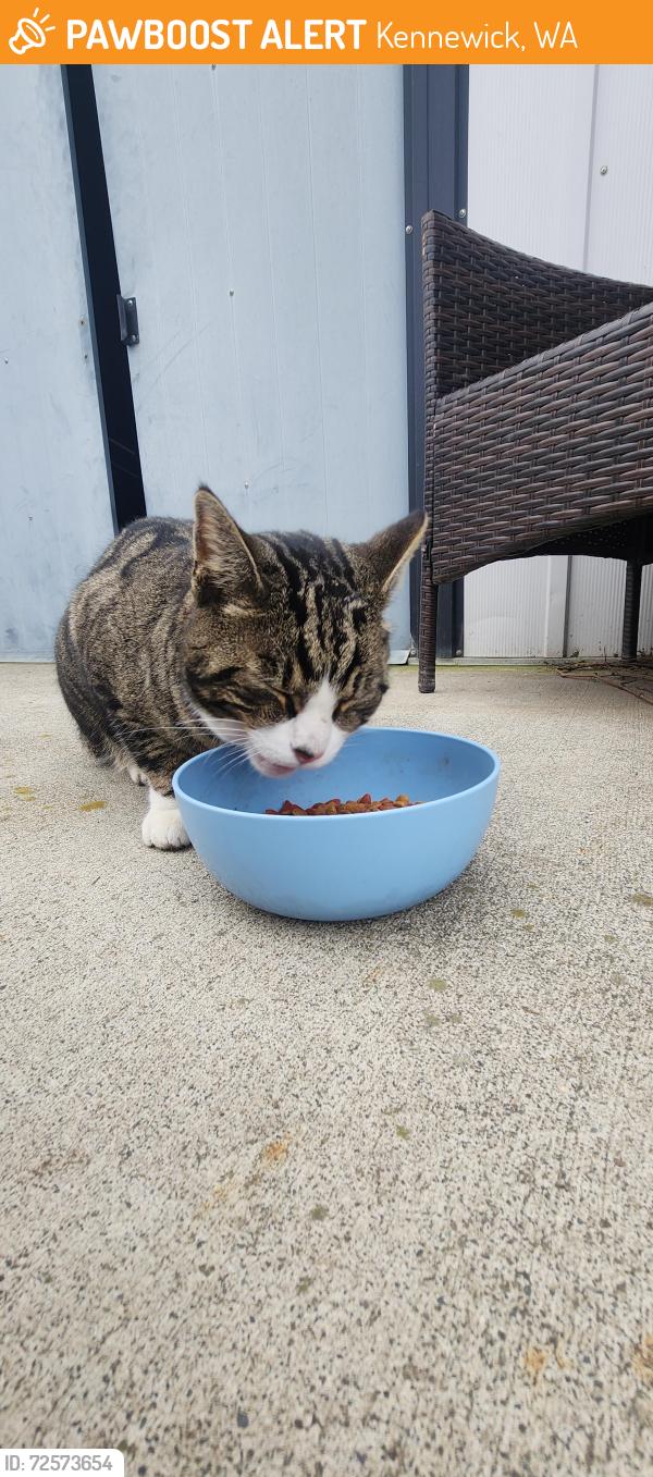 Found/Stray Male Cat last seen Arrowhead, Kennewick, WA 99352