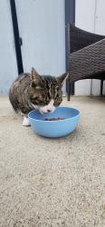 Found/Stray Male Cat last seen Arrowhead, Kennewick, WA 99352