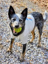 Lost Male Dog last seen Beaver Dam rd, Murphy, NC 28906