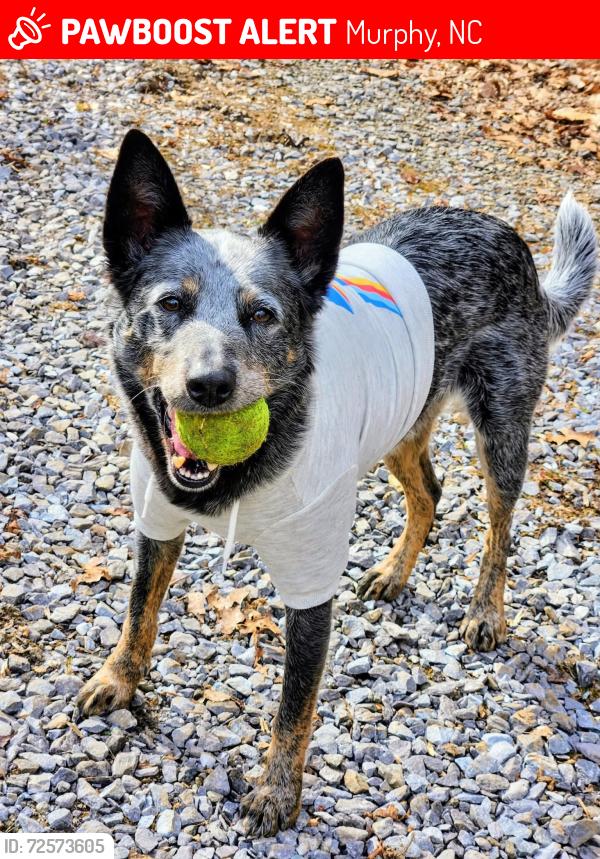 Lost Male Dog last seen Beaver Dam rd, Murphy, NC 28906