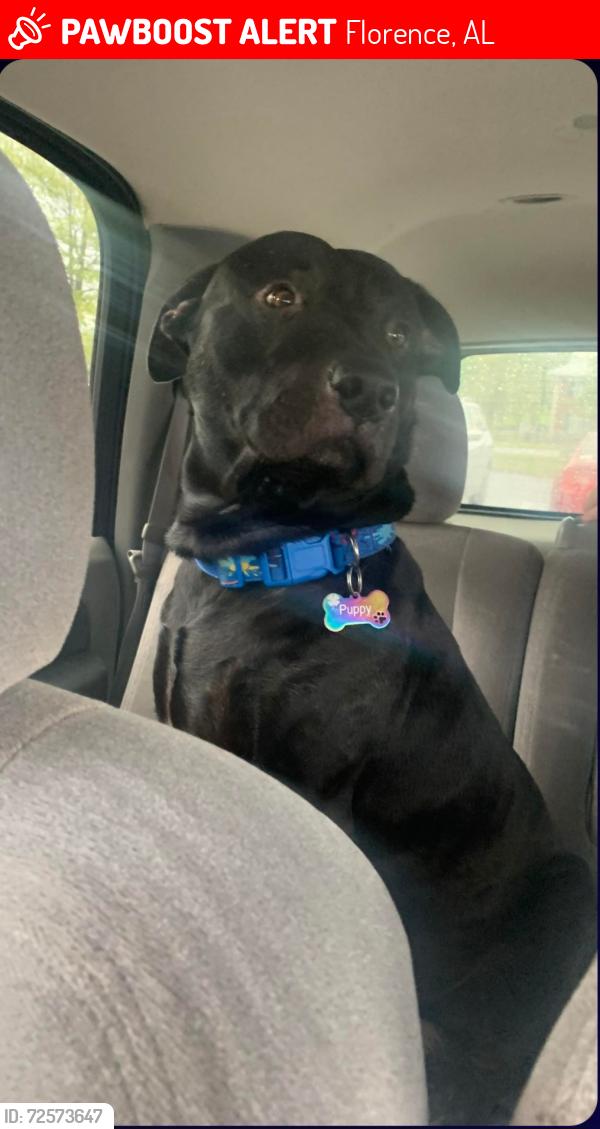 Lost Male Dog last seen Co Rd. 124 and Co Rd 639 near Sharp's Mill Pond, Florence, AL 35633