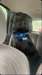 Lost Male Dog last seen Co Rd. 124 and Co Rd 639 near Sharp's Mill Pond, Florence, AL 35633