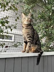 Lost Male Cat last seen The Hayden apmts , Martinez, CA 94553