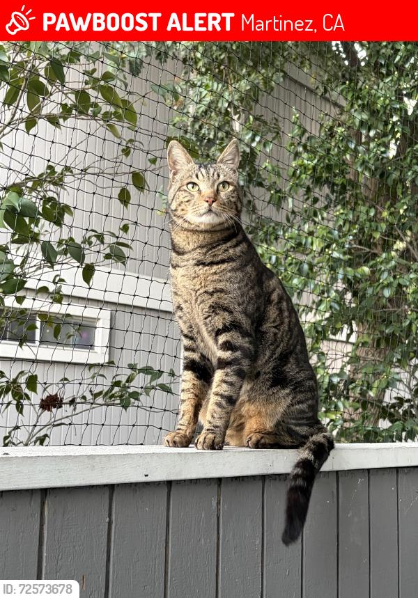 Lost Male Cat last seen The Hayden apmts , Martinez, CA 94553