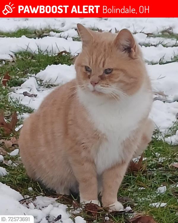Lost Male Cat last seen Bolindale neighborhood, Bolindale, OH 44484