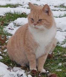 Lost Male Cat last seen Bolindale neighborhood, Bolindale, OH 44484