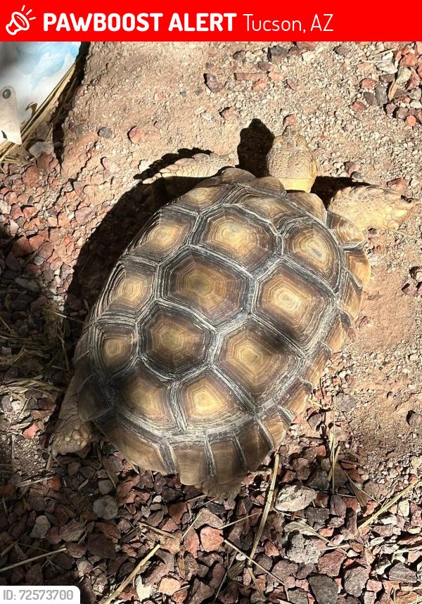 Lost Female Reptile last seen Broadway/Camino Seco , Tucson, AZ 85710