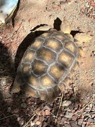 Lost Female Reptile last seen Broadway/Camino Seco , Tucson, AZ 85710