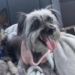 Lost Female Dog last seen Woodard Jr High School, Yuma, AZ 85364