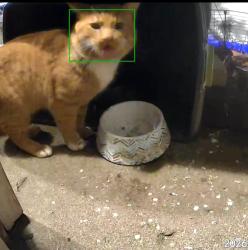 Found/Stray Unknown Cat last seen Camberwood Dr and 71st Street, Indianapolis, IN 46268
